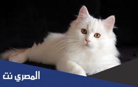 كم مدة حمل القطط
