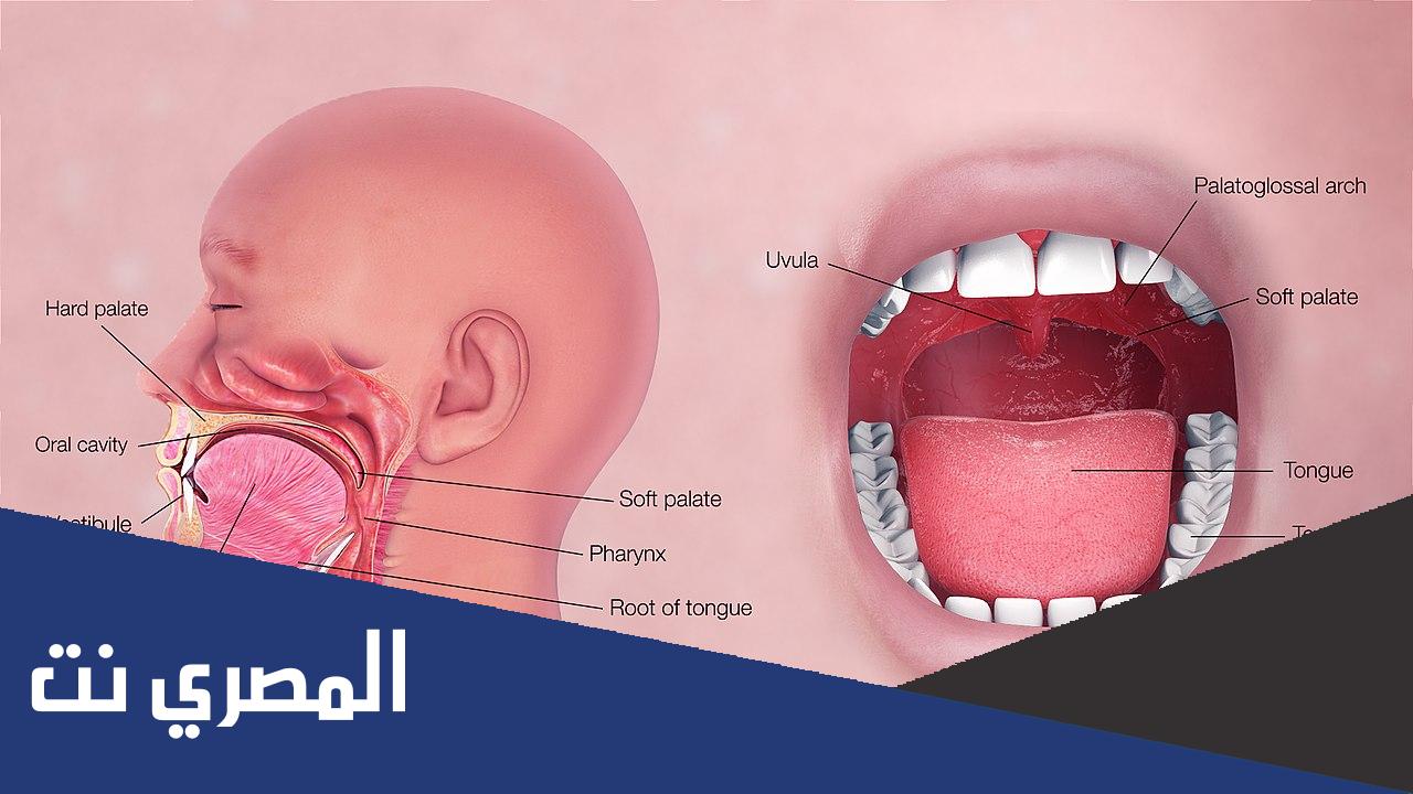 كم ينتج الفم من اللعاب يوميا
