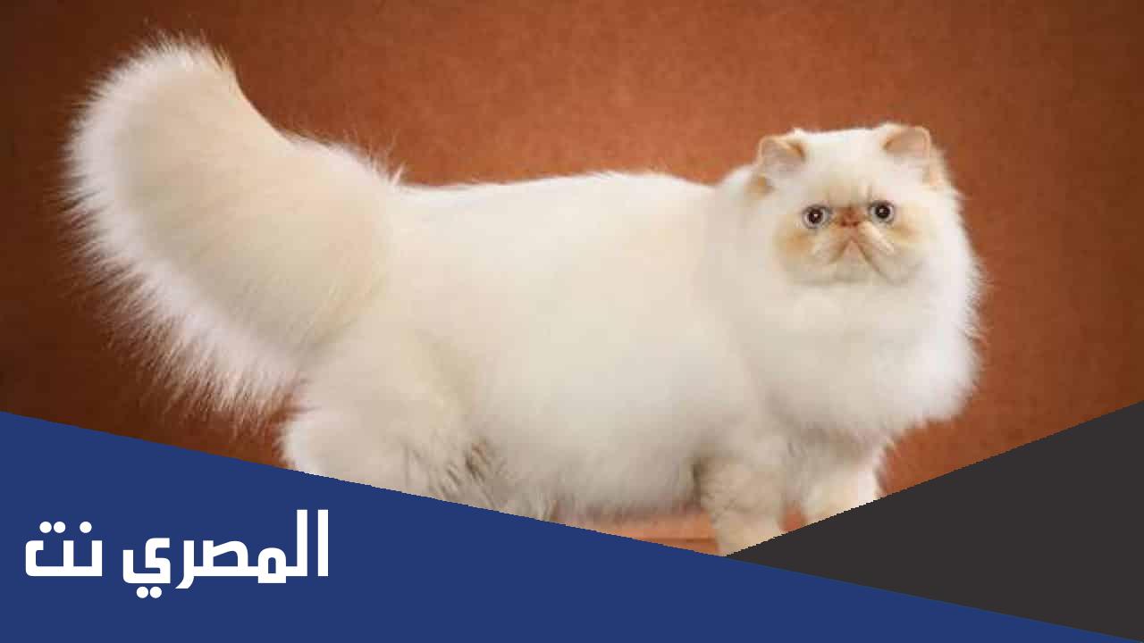 كيف اعرف ان القطط الشيرازى حامل