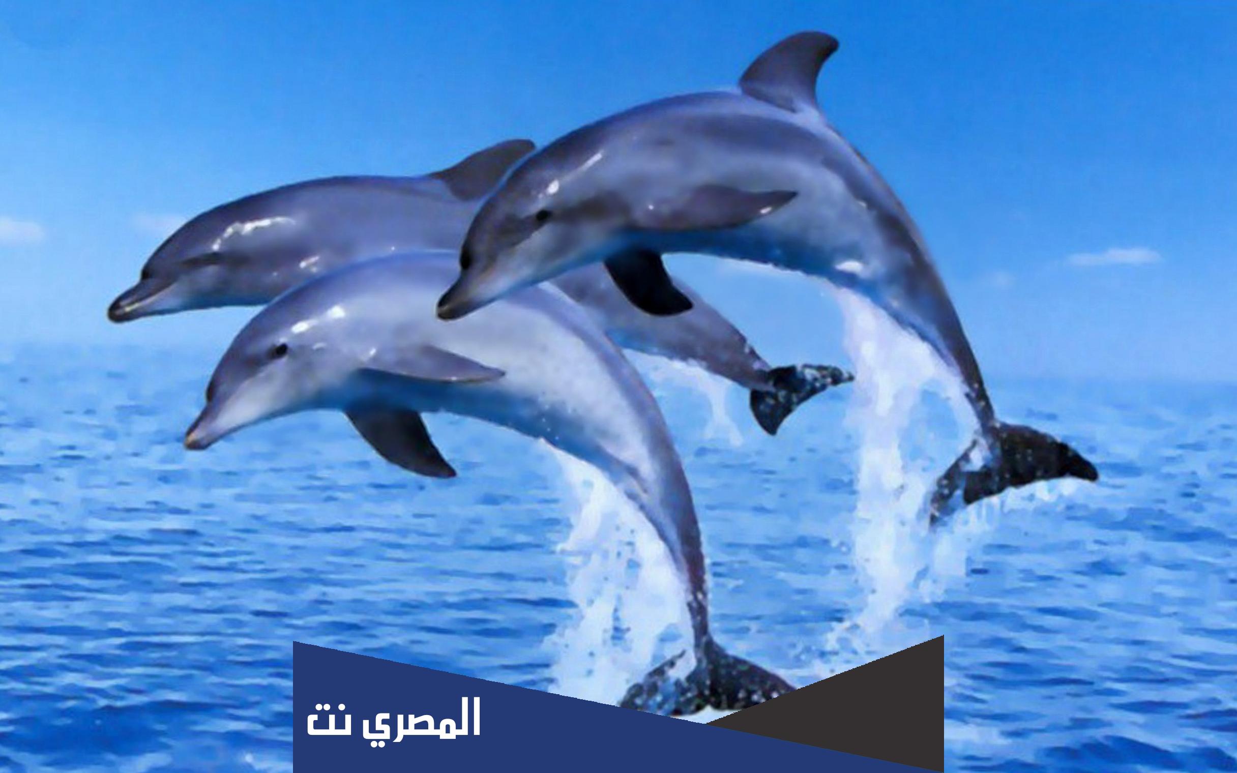 كيف يتنفس الدلفين عندما ينام