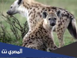 لماذا لا يتم دفن الضبع بعد موته إلا في وجود الشرطة ومحضر قضائي