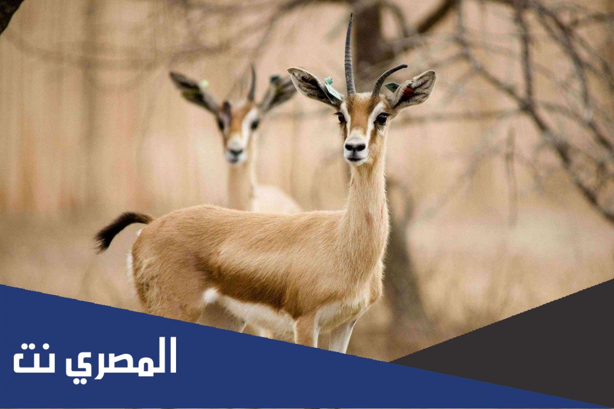 ما اسم الحيوان الذي يستخرج منه المسك ذو الرائحة العطرة ؟
