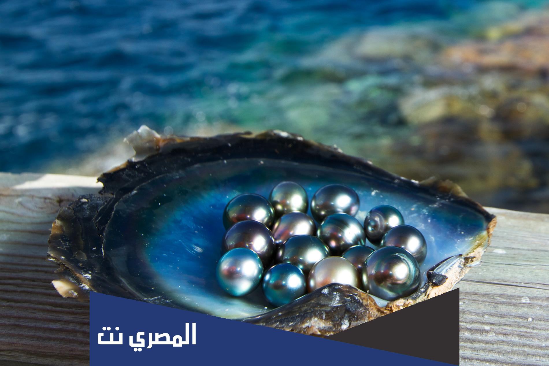ما الذي يستخرج من محار البحر