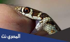 ما تفسير حلمت ان ثعبان لدغني في رجلي