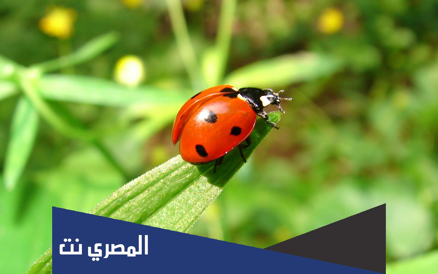 ما لون البقع التي تشتهر بها الدعسوقه