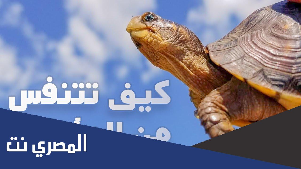 ما هو الحيوان الذي يتنفس من مؤخرته