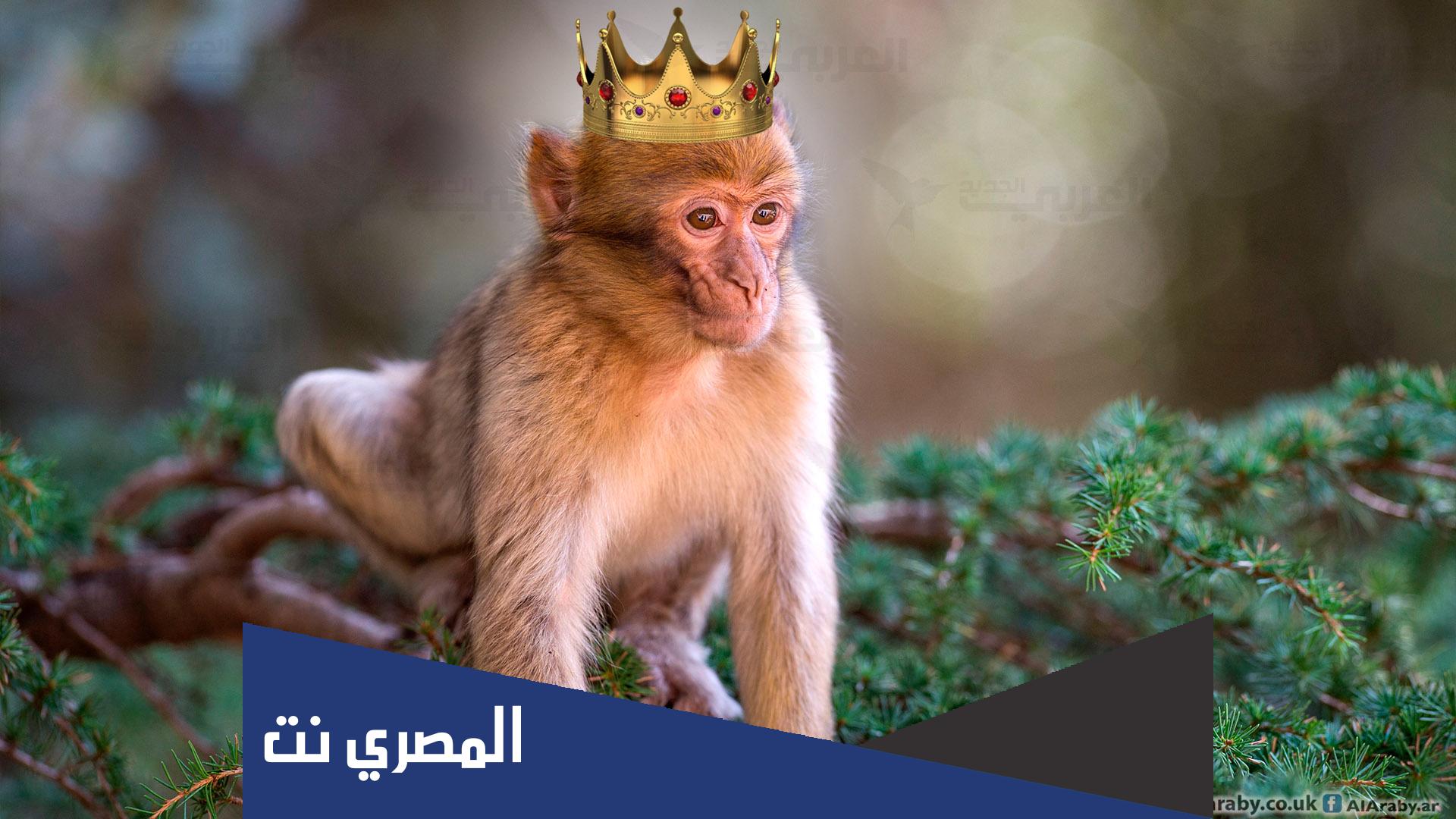 ماذا تسمى انثى القرد