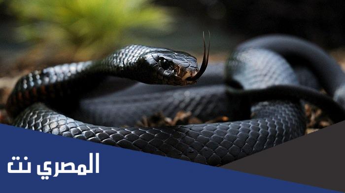 ماهي اخبث انواع الحيات