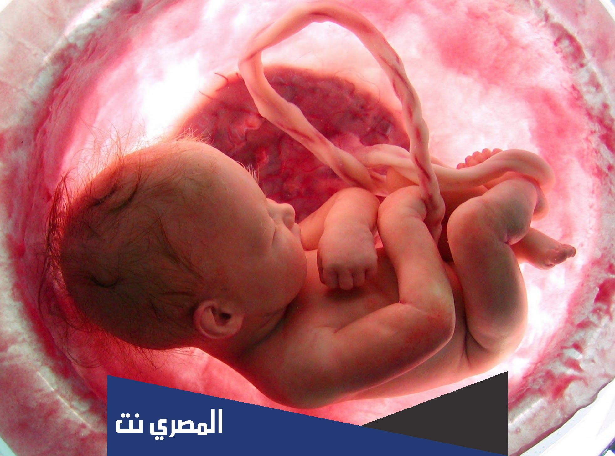 متى يبدأ الجنين بأخذ الغذاء من الأم