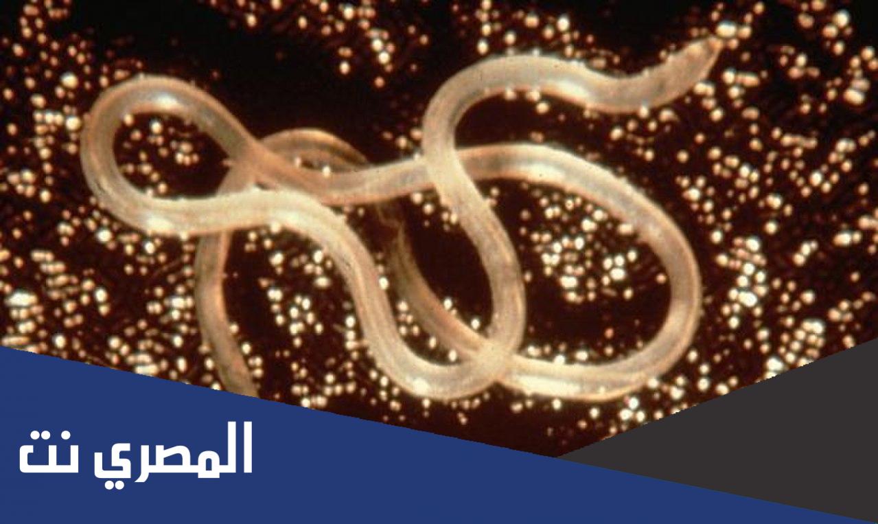 مرض يعرف باسم فلاريا