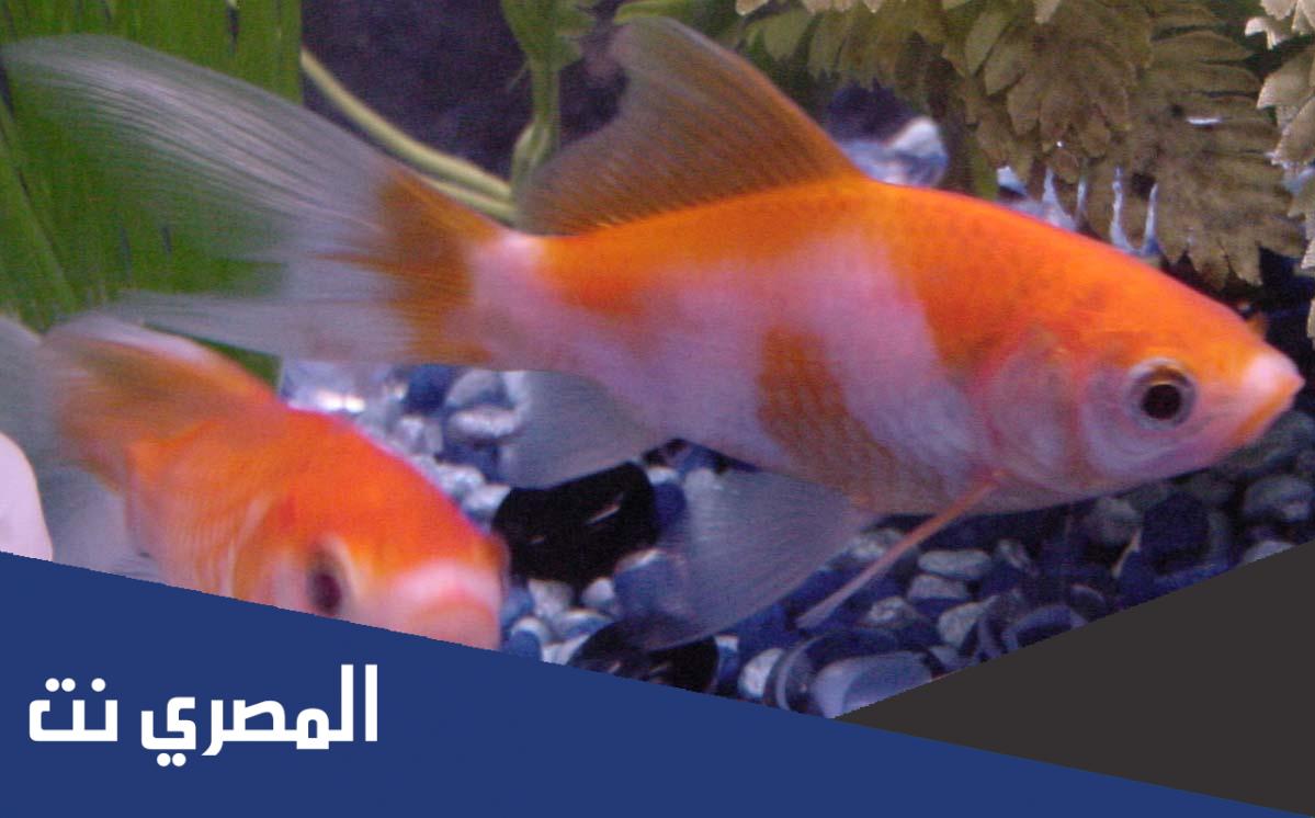 معلومات عن الأسماك جديدة
