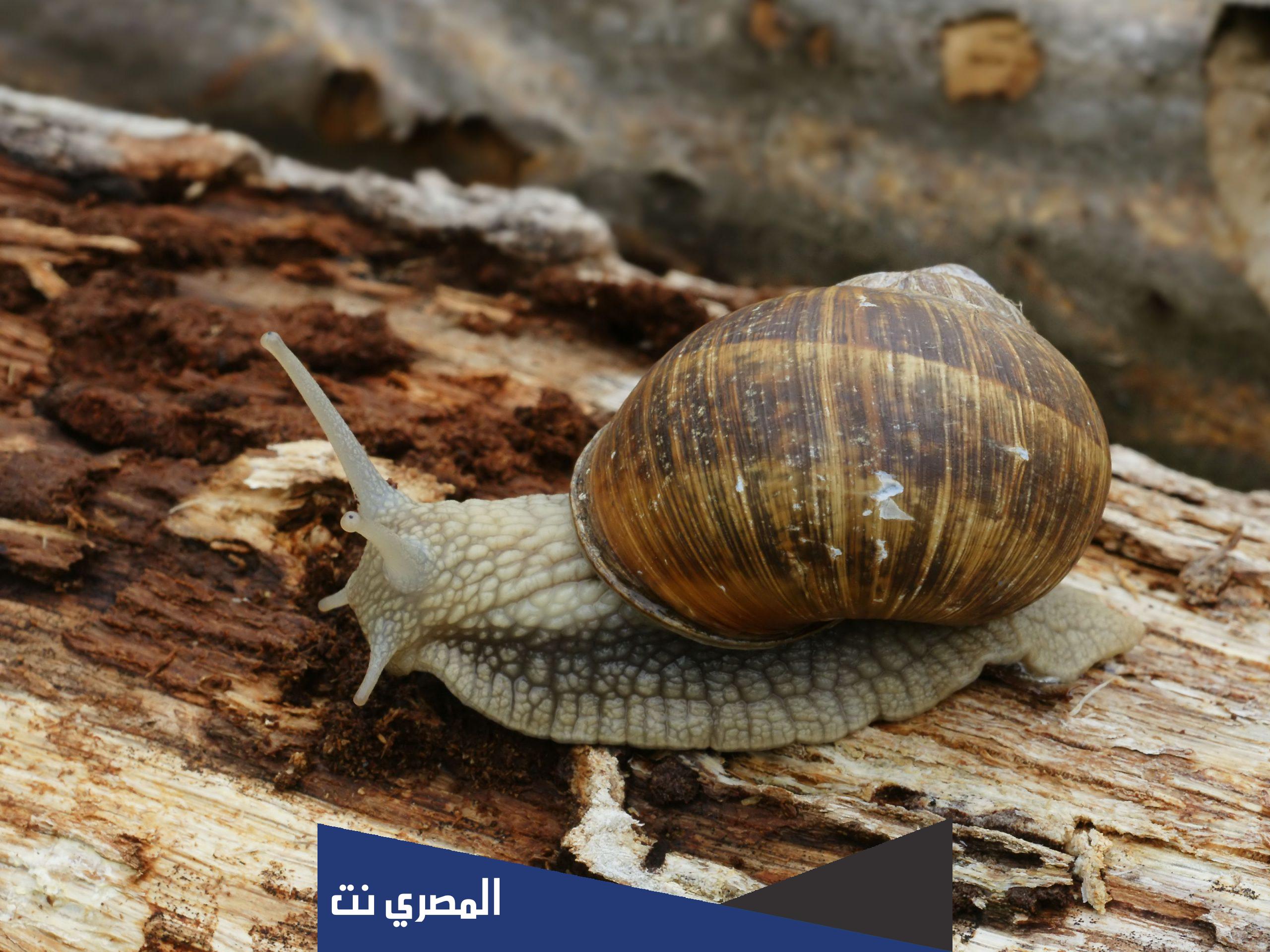 معلومات عن الحلزون للاطفال