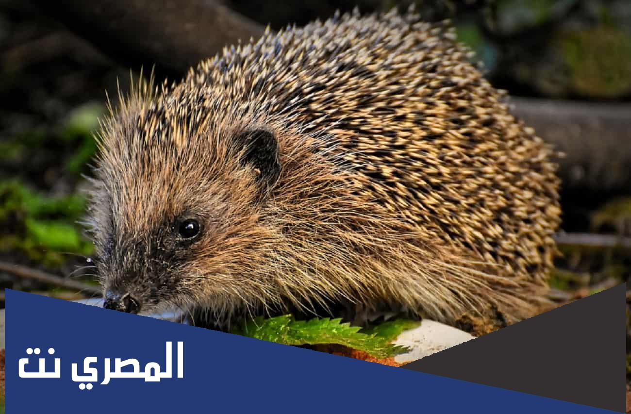 معلومات عن القنفذ