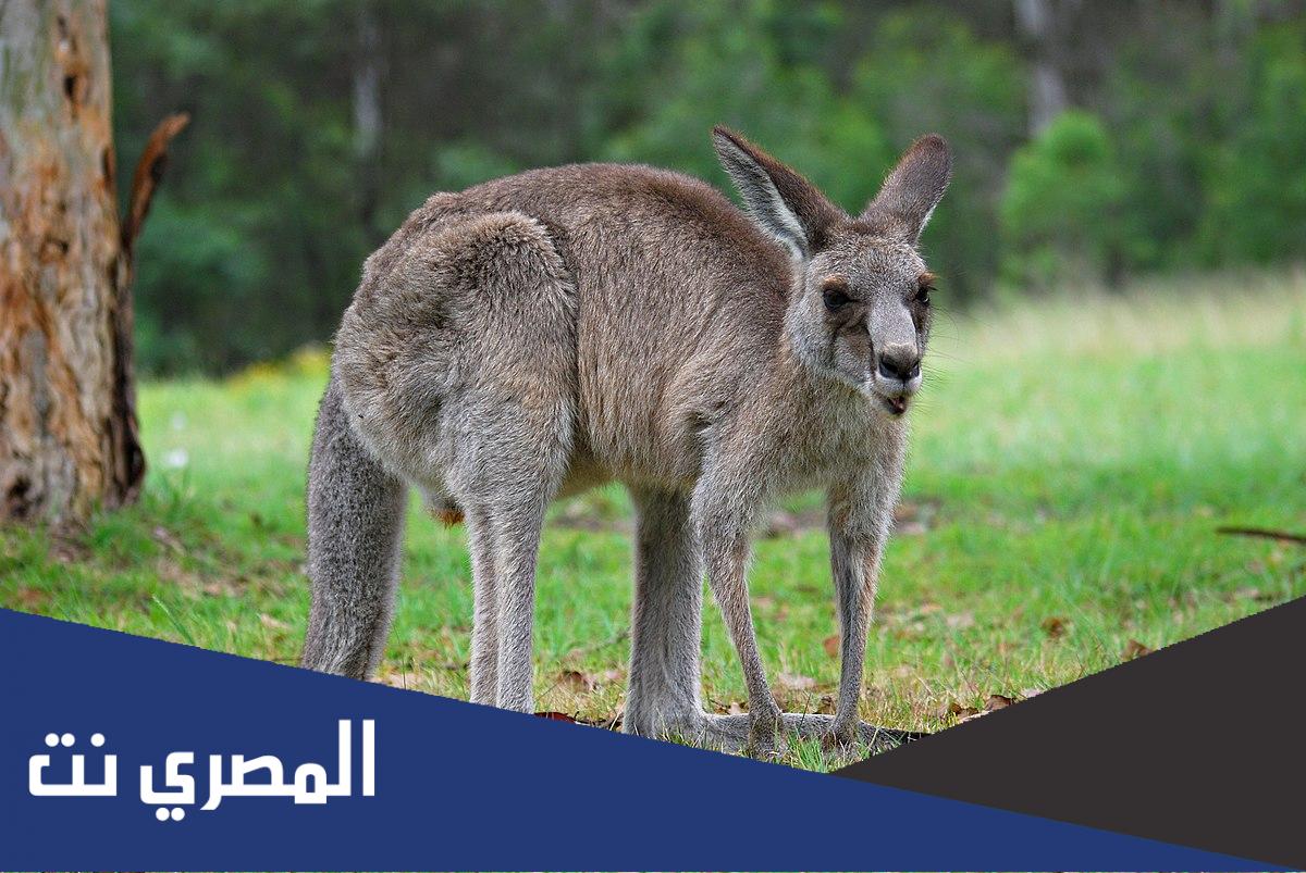 معلومات عن الكنغر للاطفال