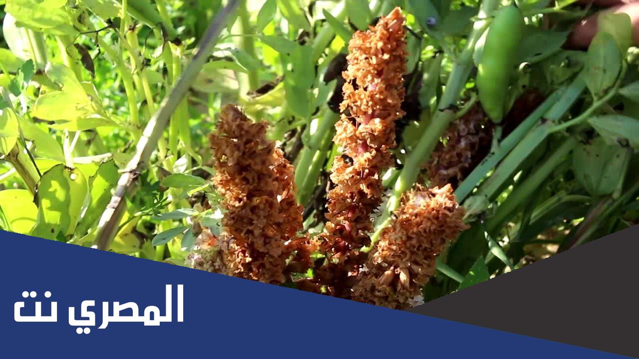 من القائل ياليتني لم اشرك بربي احدا هو