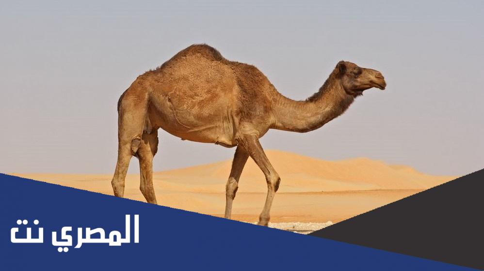 من يتحمل العطش أكثر من الجمل