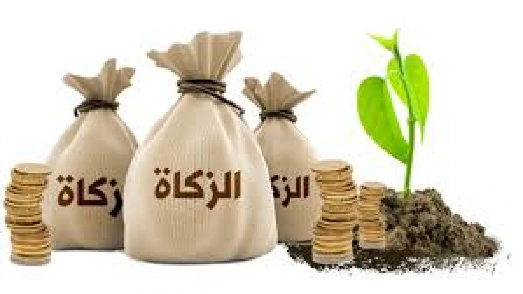 هل تجوز الزكاة على الأخت اسلام ويب