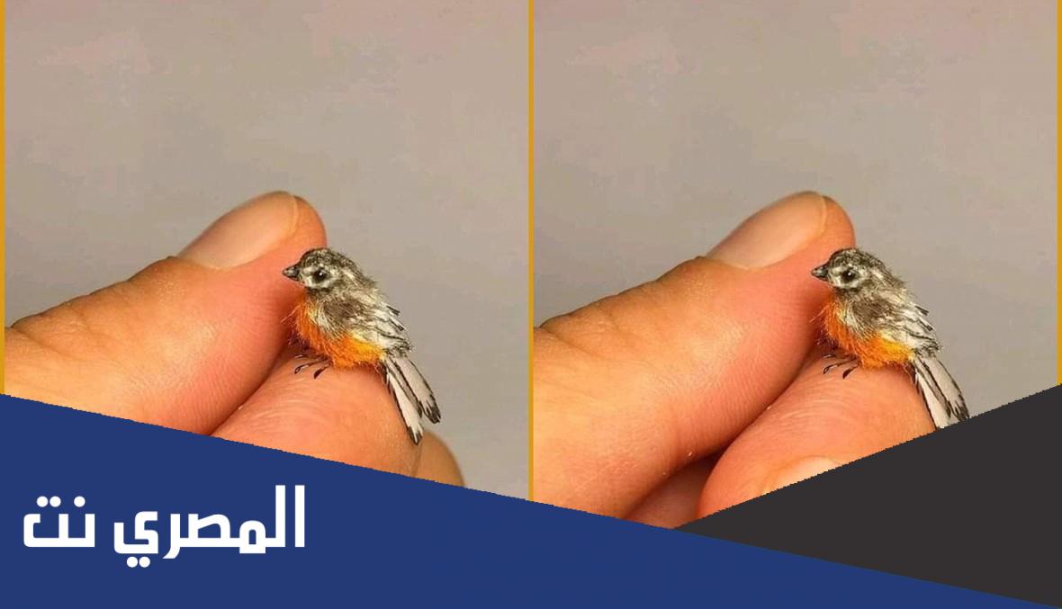 ما هو اصغر طائر في العالم