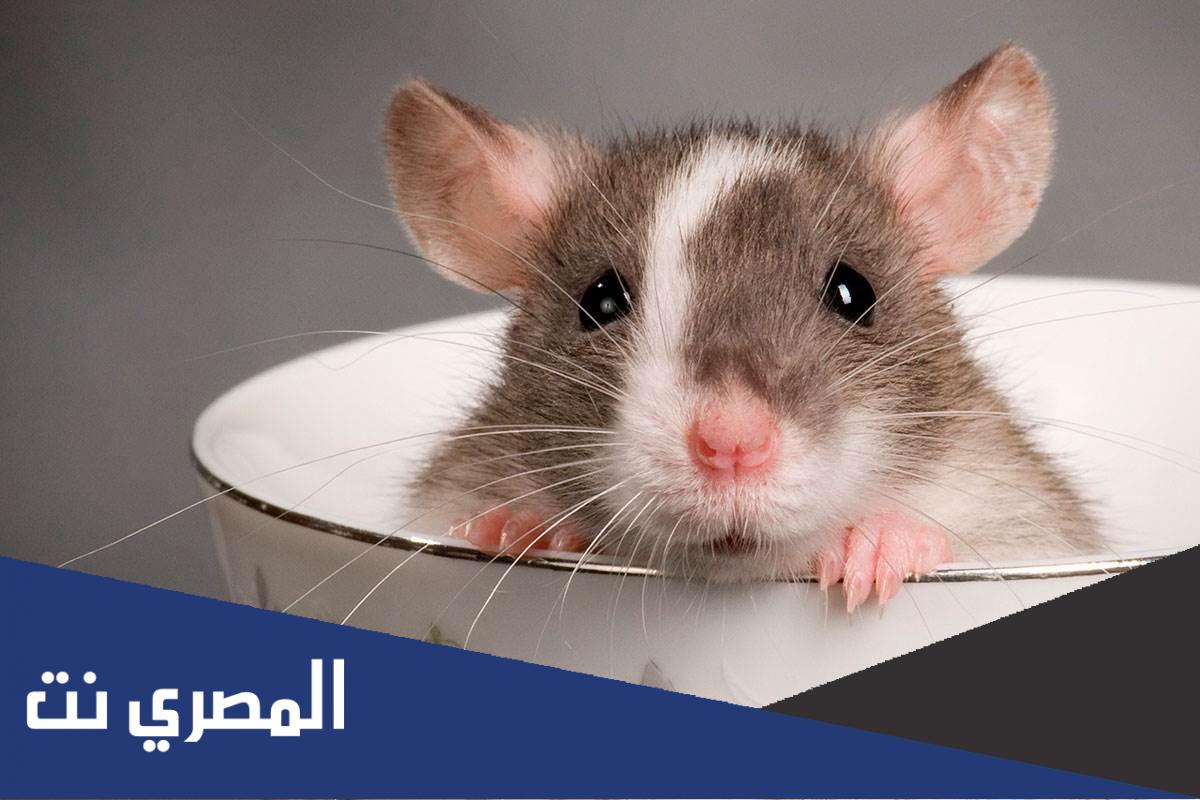 تفسير حلم رؤية الفأر الرمادي في المنام وقتله لابن سيرين