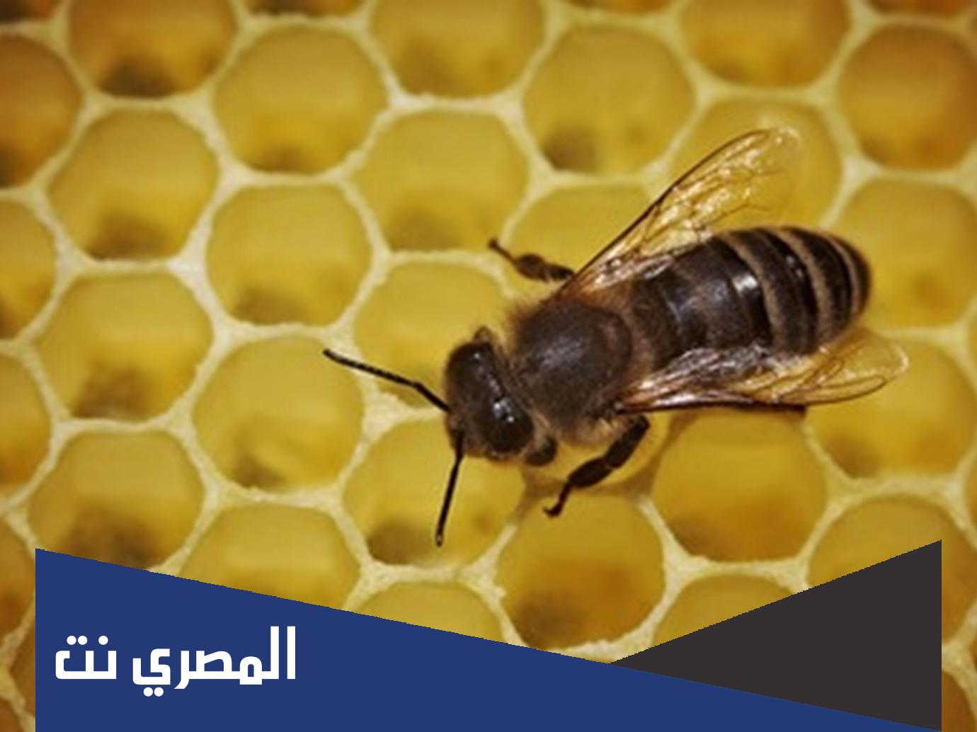 هل ينام النحل