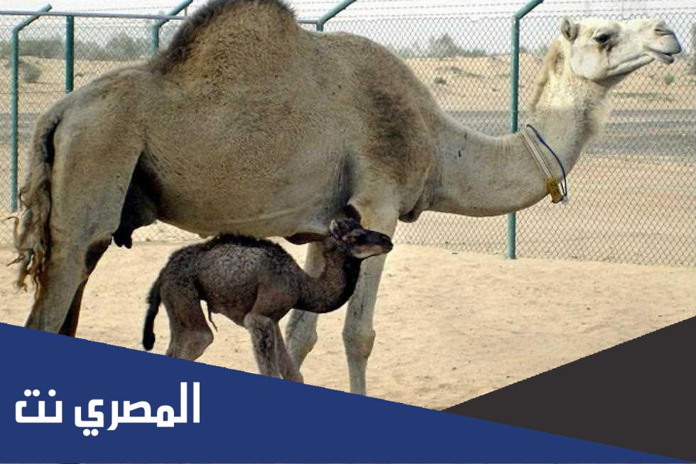 كيف خلقت الإبل من الشياطين