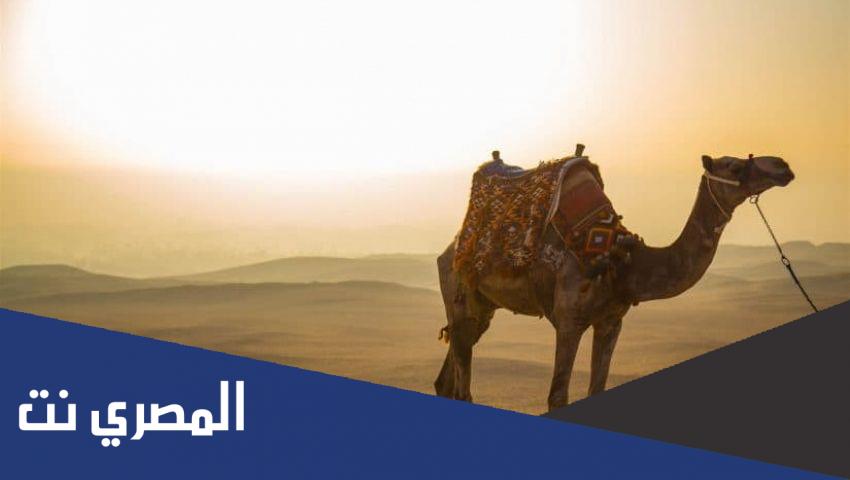 كم يوم اقام الرسول بقباء