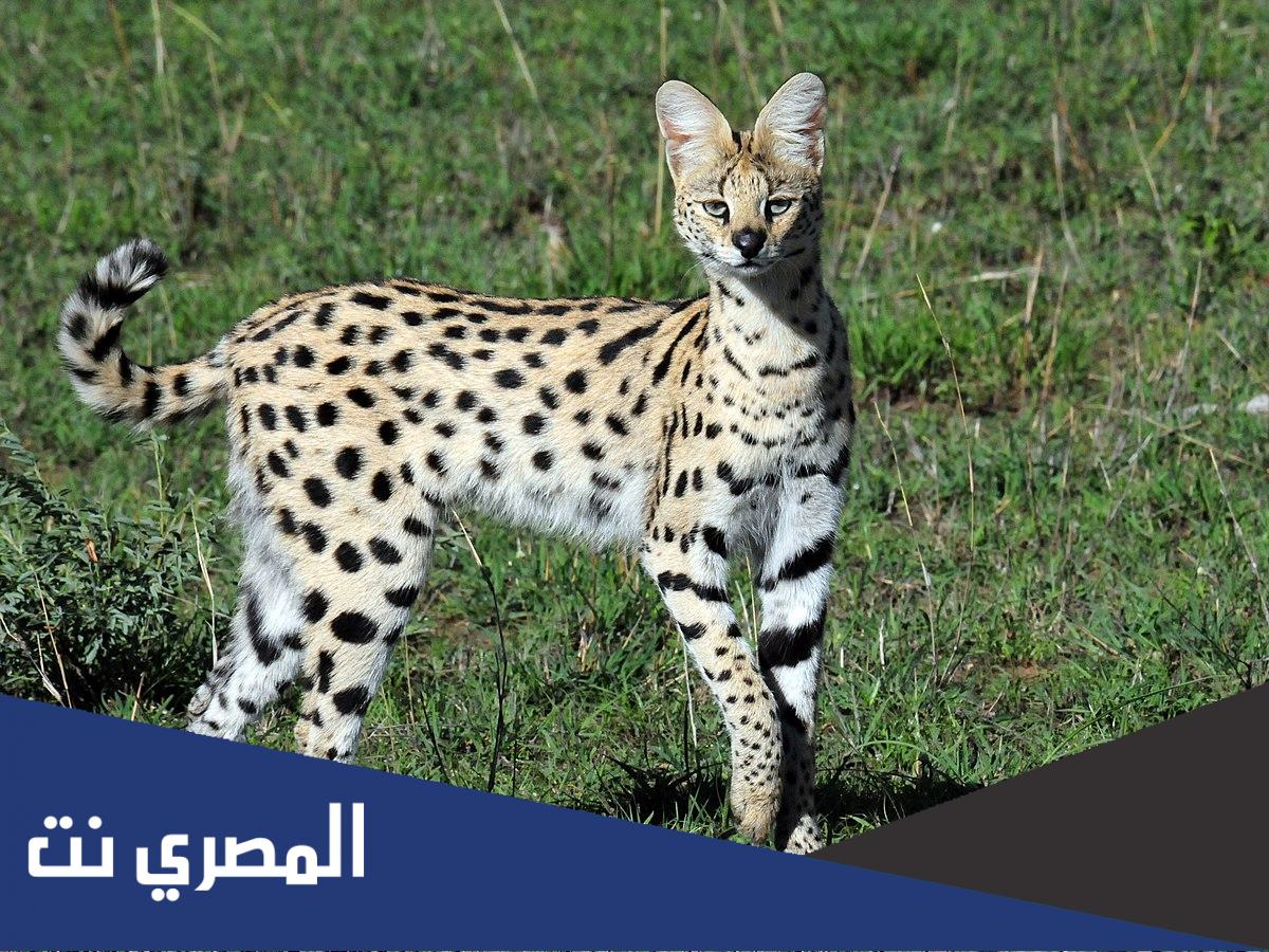 ماذا يتغذى حيوان البج