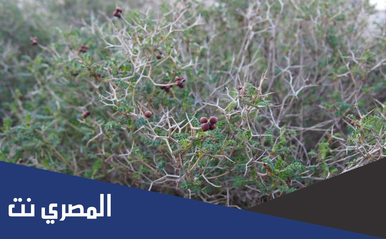لماذا اوراق نبات البلان شوكية