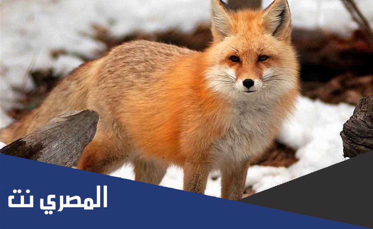 ما هو حيوان الهجرس