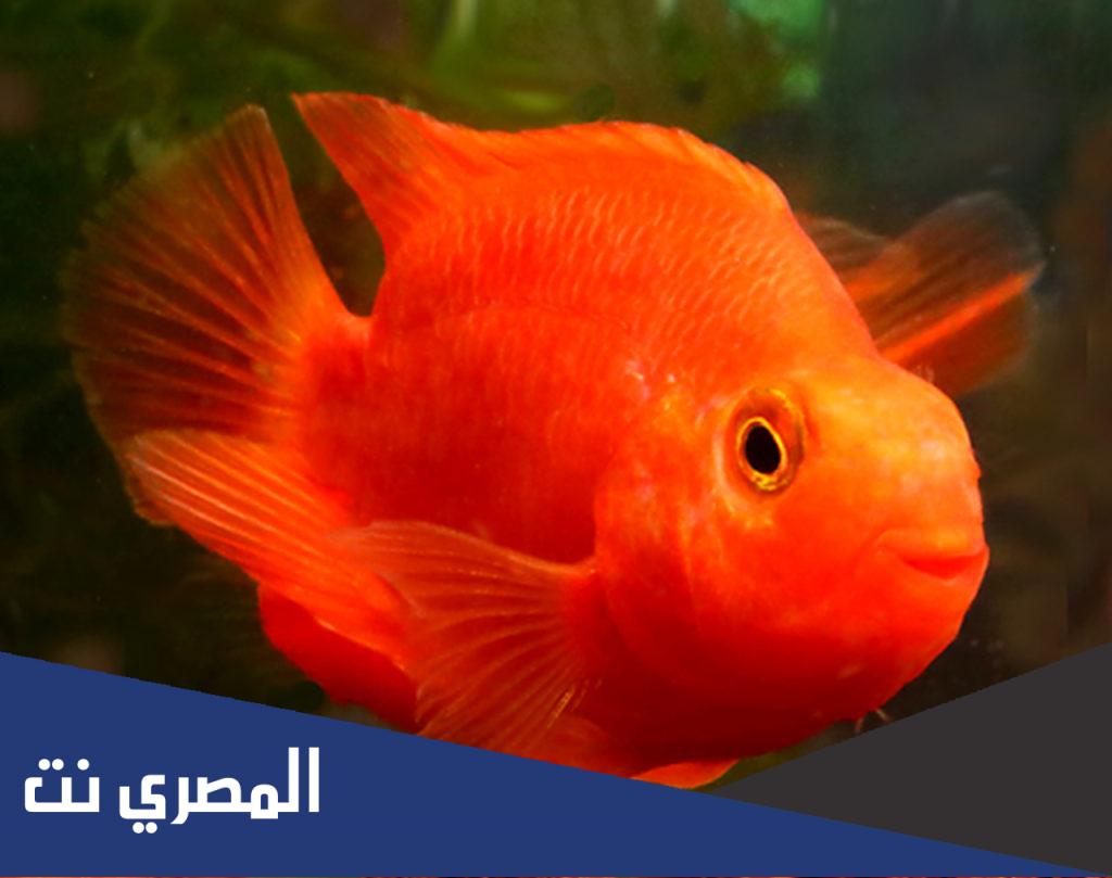 لماذا ينام السمك وعيونه مفتوحه