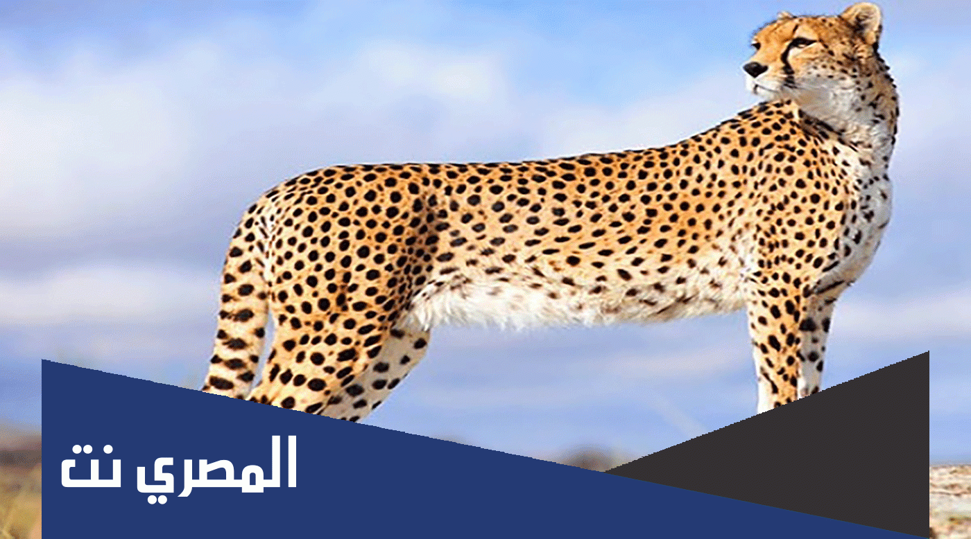 ما هو اسرع حيوان بري في العالم