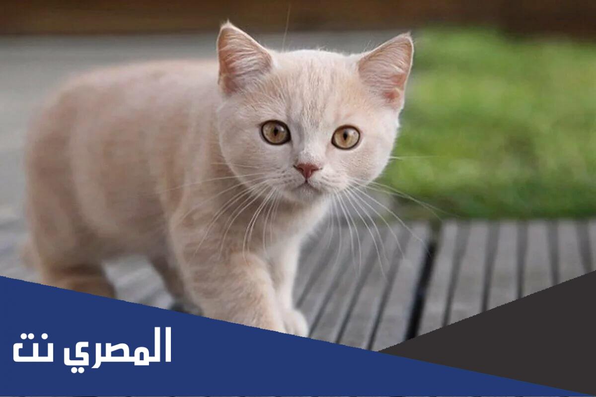رؤية القطط في المنام والخوف منها