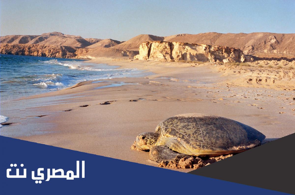 أين تقع محمية السلاحف في عمان