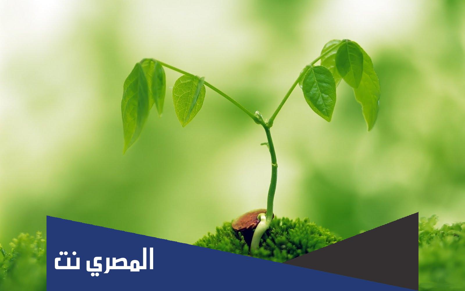 إياكم وخضراء الدمن صحةالحديث