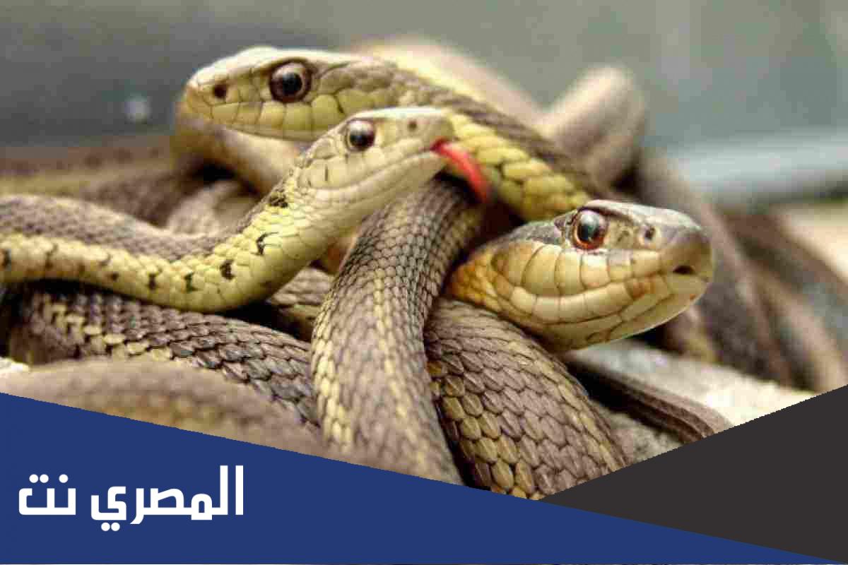 اسم عضو الشم في الافاعي