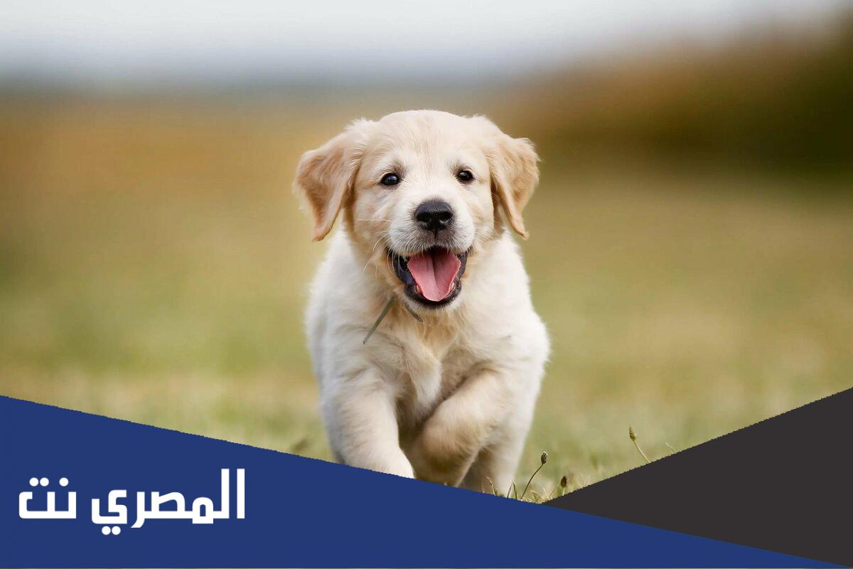 اسماء كلاب ذكور 2022