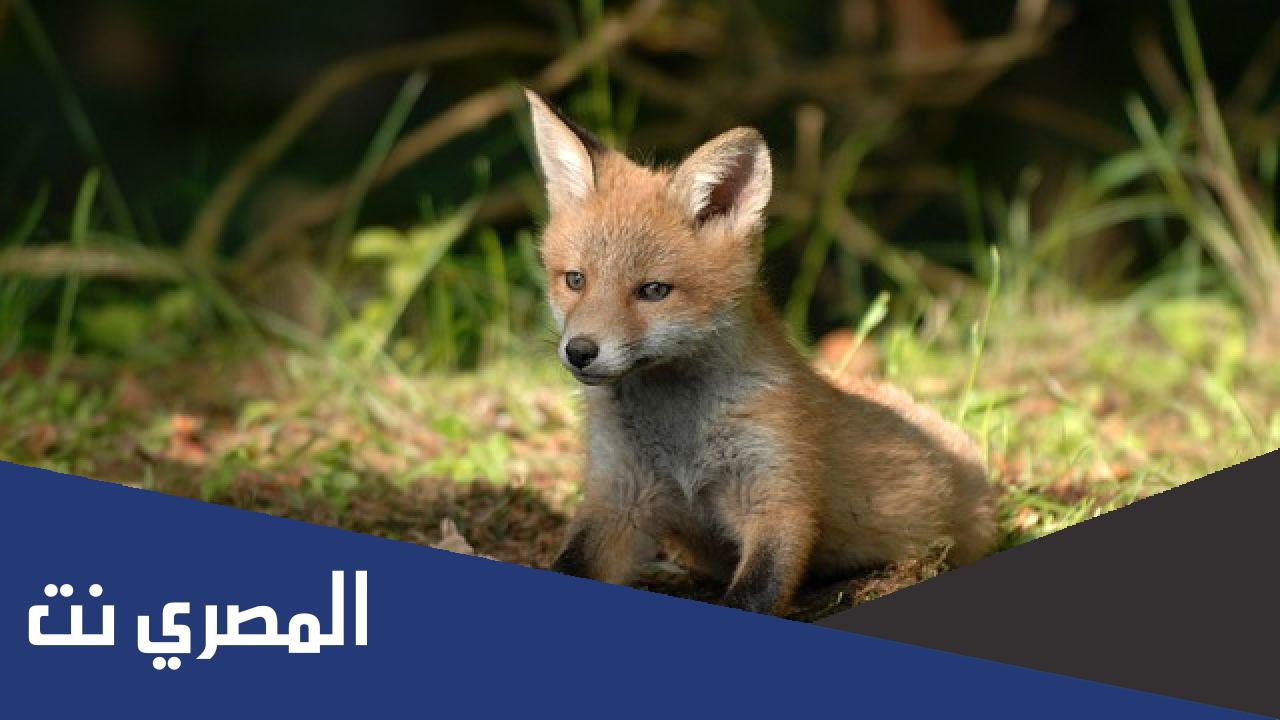الهجرس ابن اي حيوان