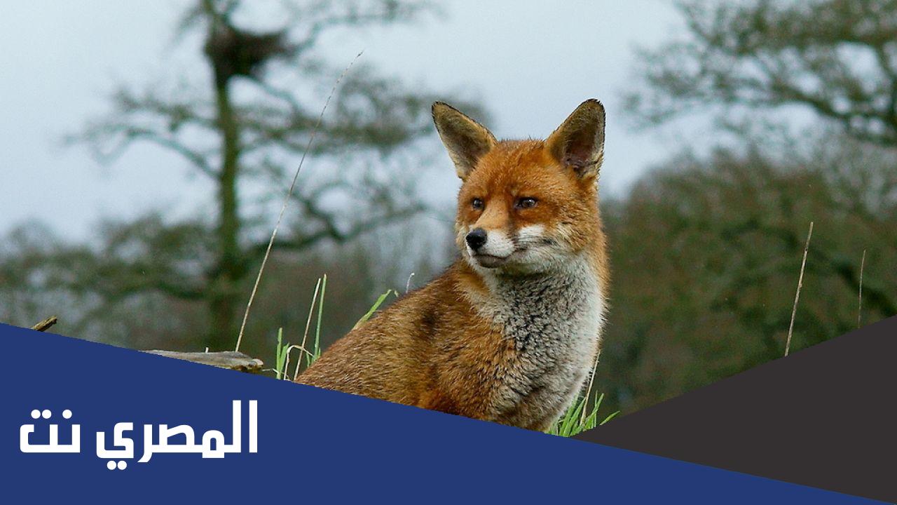 الهجرس صغير اي حيوان