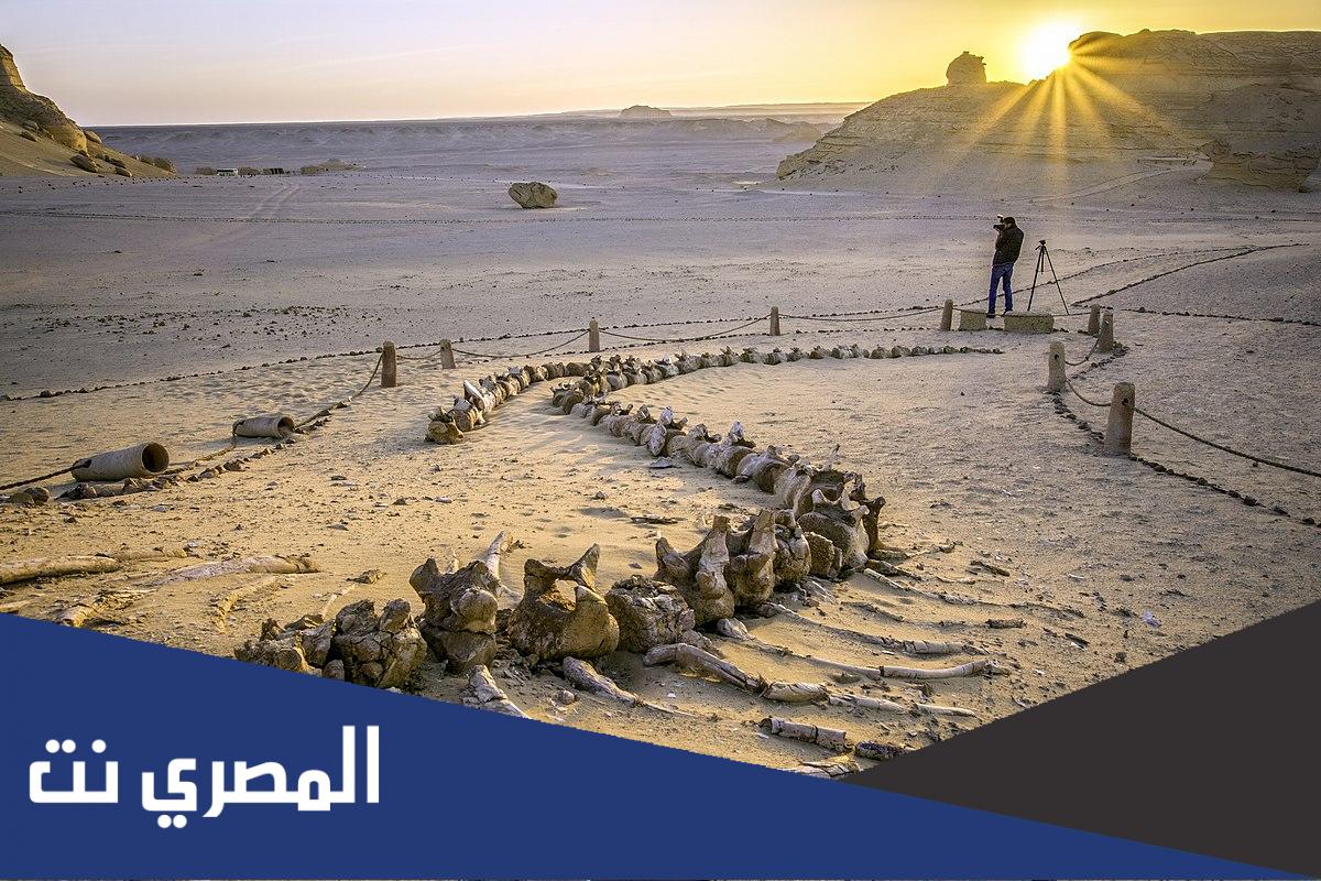 اين توجد محمية وادى الحيتان
