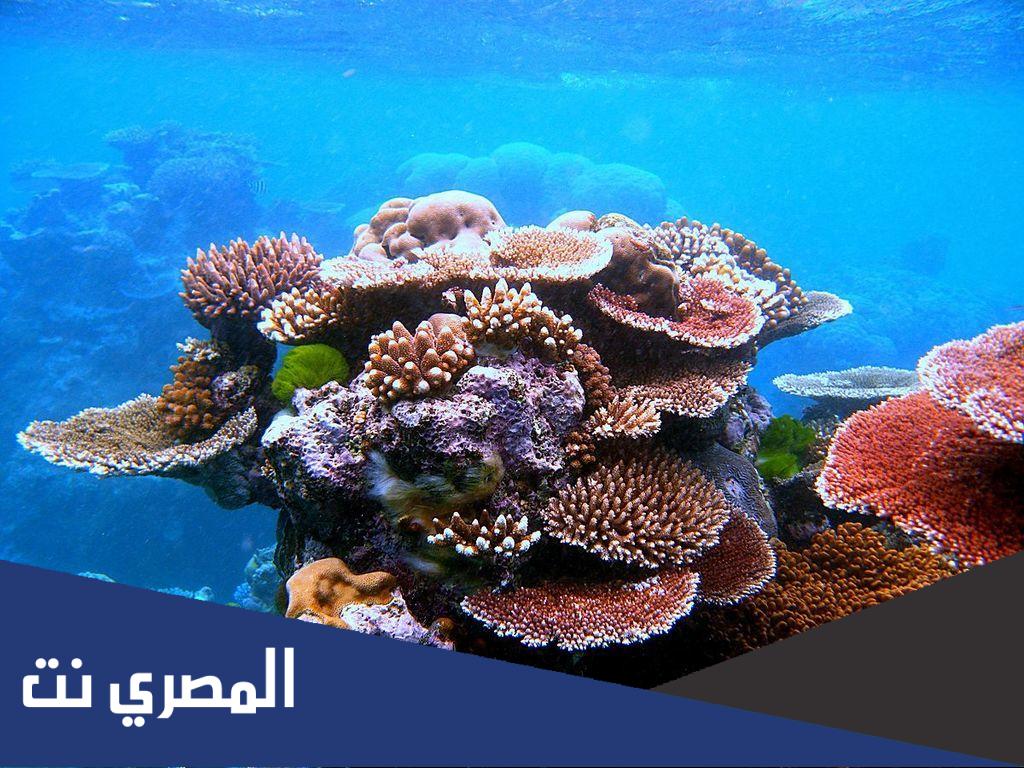 اين يقع بحر المرجان