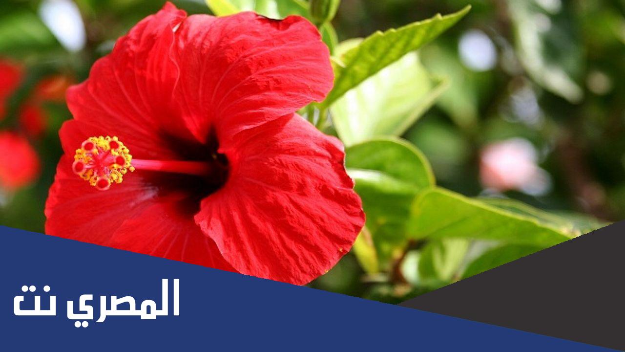 بحث عن النباتات الزهرية pdf