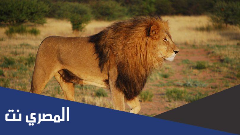 ما هو الحيوان الذي يسمى البهنس
