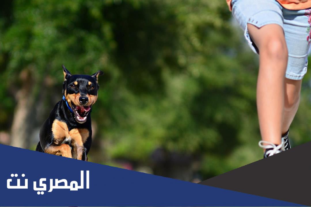 تفسير هجوم الكلاب في المنام