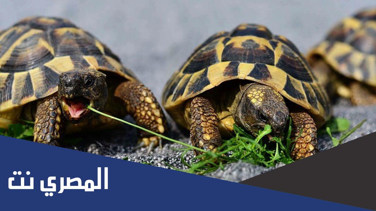 ذكر السلحفاة ما اسمه