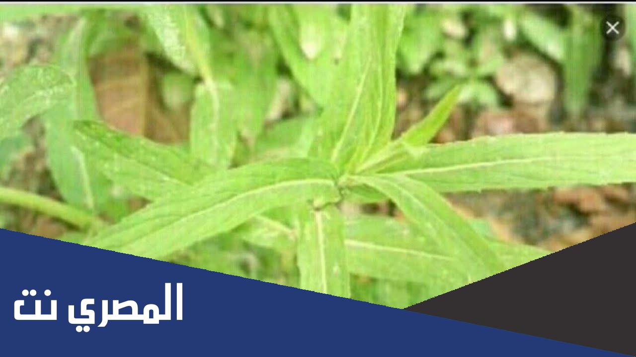 شو هو الشمطري