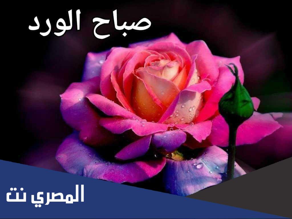 صور صباح الورد
