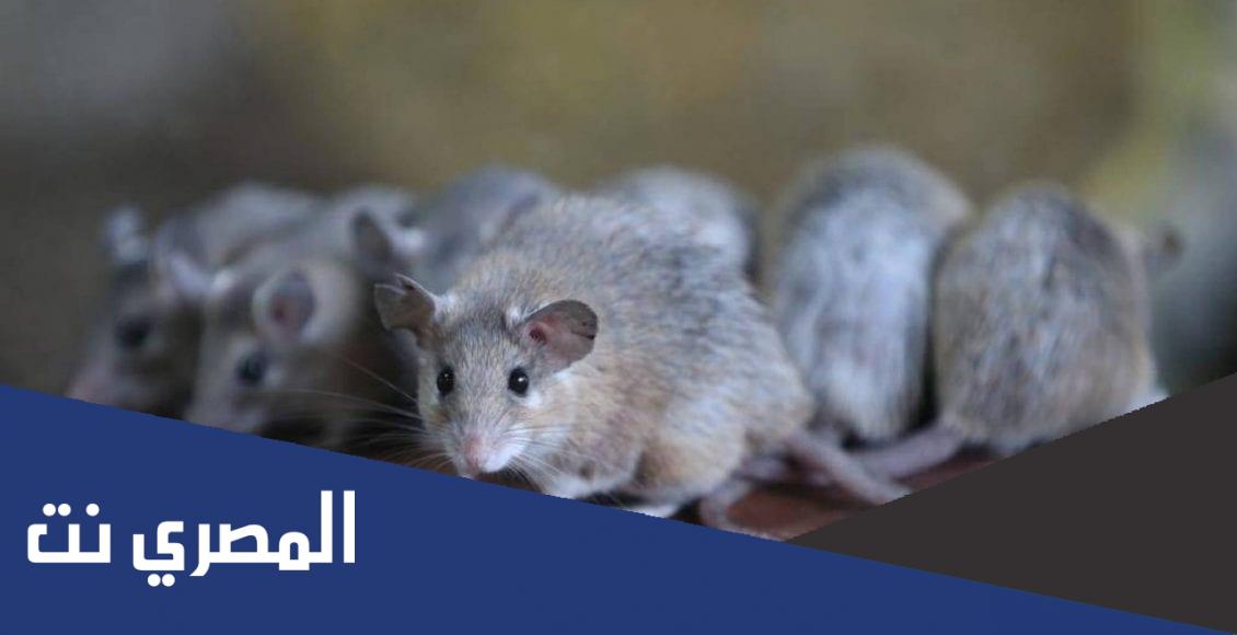كم تستغرق فترة حمل الفئران