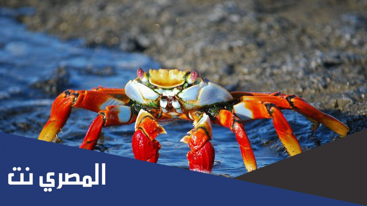 كم عدد ارجل سرطان البحر