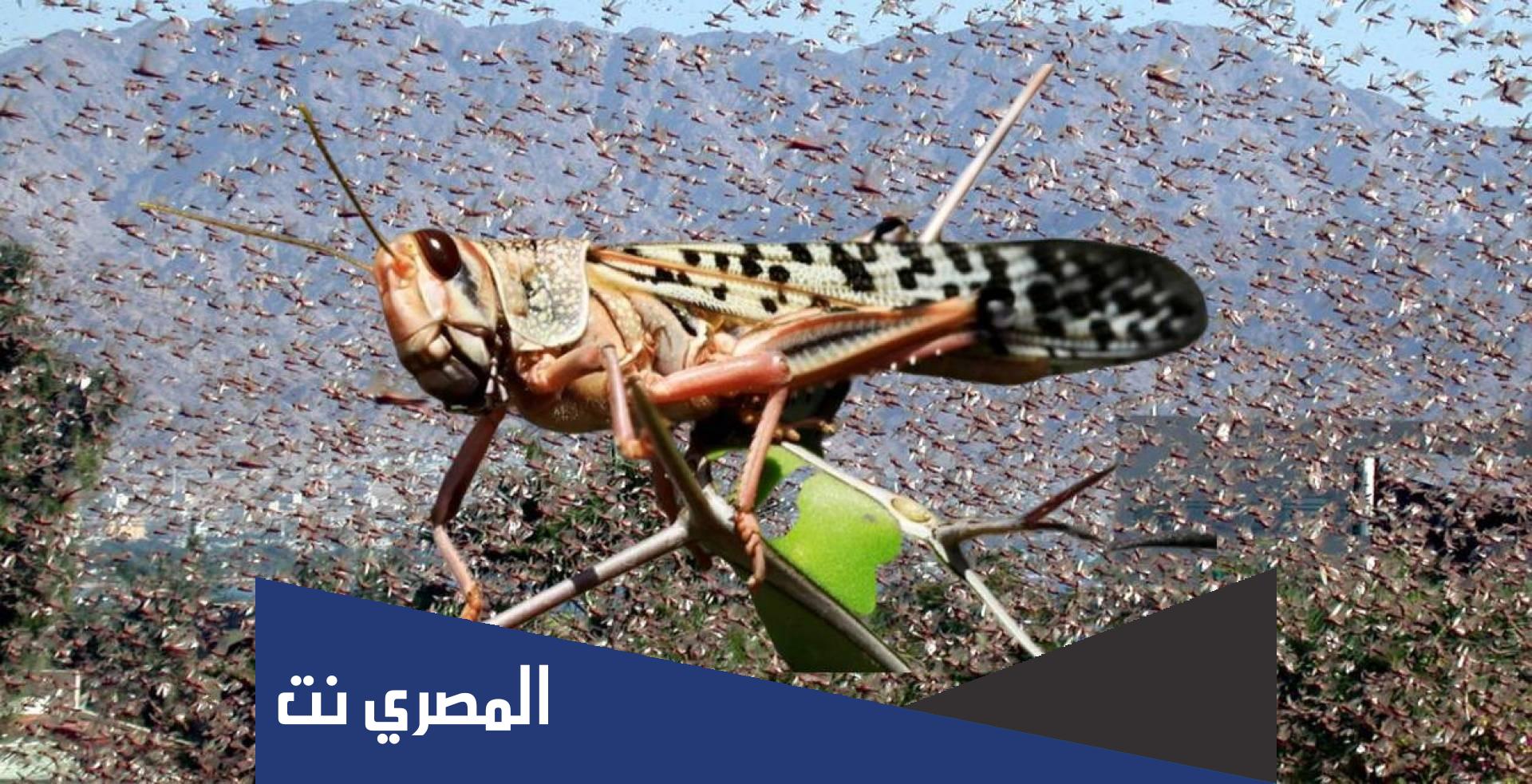 كم عدد العضلات التي يمتلكها الجراد