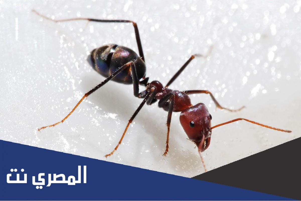 كم عدد النمل في شمال افريقيا